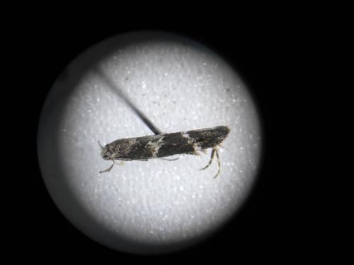 Mompha subbistrigella